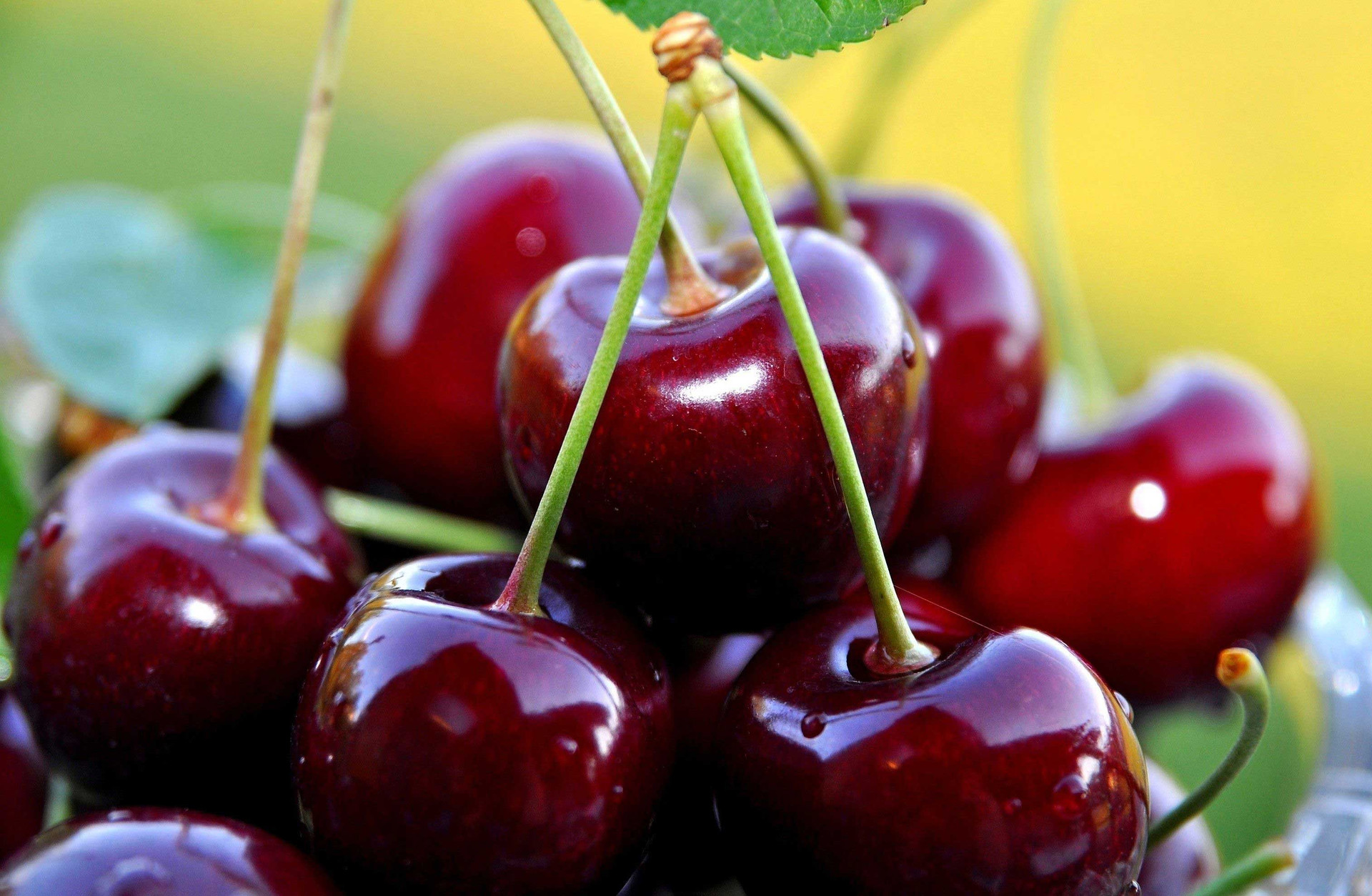 Úc: Sau FTA, xuất khẩu cherry tăng 40%