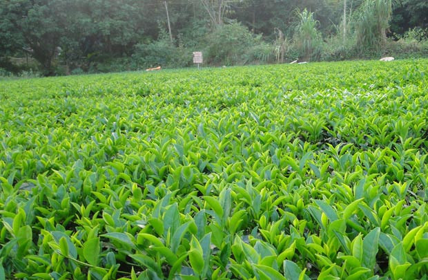Đài Loan (Trung Quốc) siết chặt kiểm tra trà đen Việt Nam