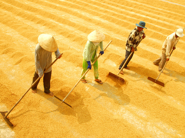 Năm 2030: Đưa gạo Việt Nam trở thành thương hiệu hàng đầu thế giới