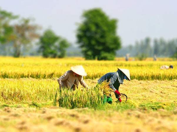 Chính phủ chi gần 500 tỷ đồng để giữ đất lúa
