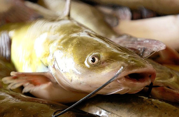 Thượng nghị sĩ Mỹ yêu cầu bãi bỏ chương trình giám sát cá da trơn