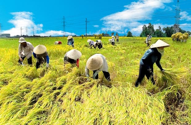 Nông nghiệp Việt Nam: Làm sao để phát triển?