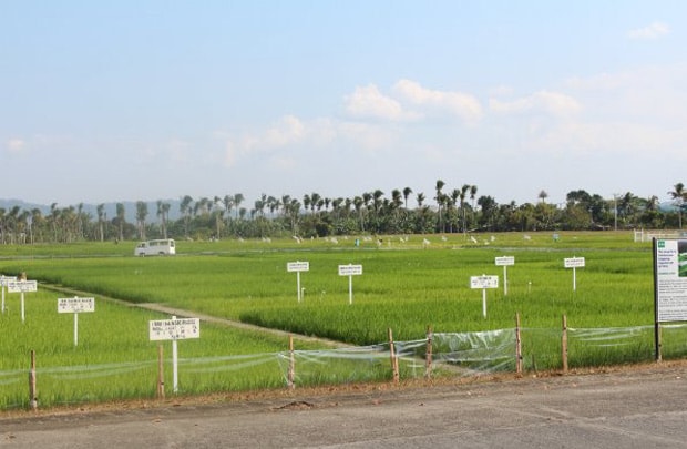 IRRI hỗ trợ phần mềm quản lý đồng ruộng cho nông dân