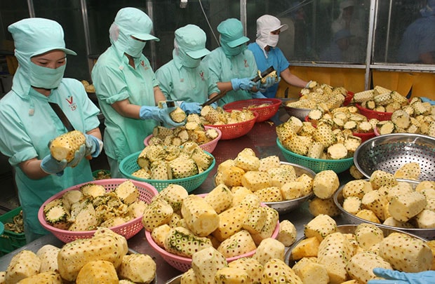 Xuất khẩu nông - lâm - thủy sản giảm 2,8% trong 6 tháng đầu năm