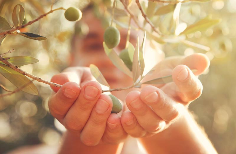Những ưu điểm của tinh dầu Olive từ Provence