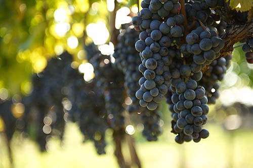 8 vùng sản xuất rượu vang mới nổi trên thế giới doanhnhansaigon