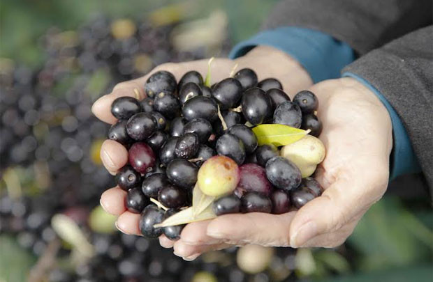 Câu chuyện về tinh dầu olive xứ Provence