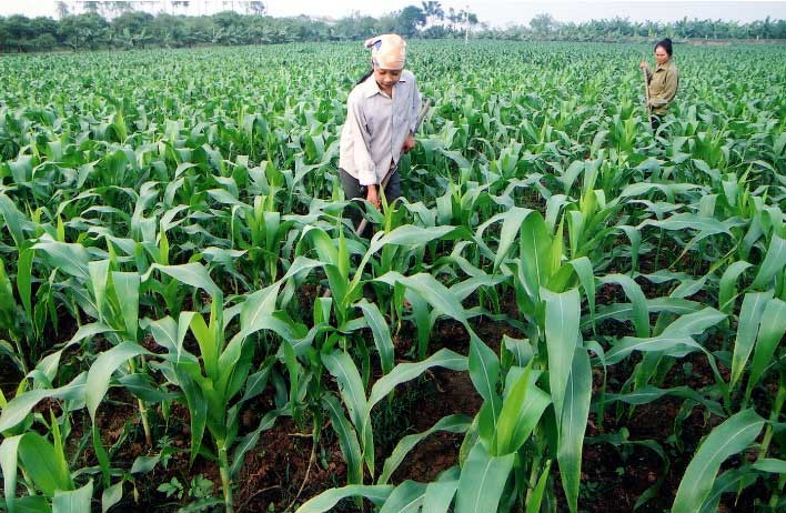 Nhà nước cần ưu tiên dịch vụ công cho nông nghiệp