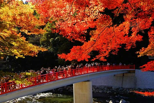 5 địa điểm lý tưởng ngắm mùa Thu Nhật Bản doanhnhansaigon