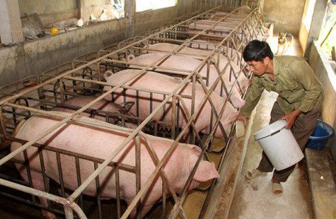 Loại bỏ chất cấm trong chăn nuôi: Bắt đầu từ đâu?