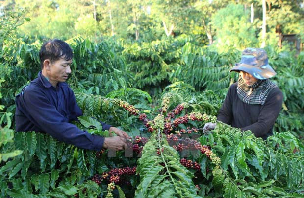Làm thế nào để nâng cao giá trị cà phê Việt Nam?