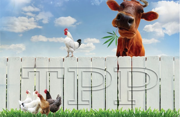 Doanh nghiệp nuôi bò: Chưa ngại TPP