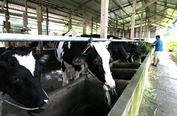 Vinamilk ký hợp đồng với hàng ngàn hộ chăn nuôi bò sữa