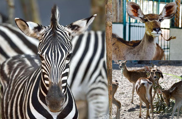 Ngựa vằn, lạc đà, linh dương… đi máy bay riêng đến Vinpearl Safari Phú Quốc