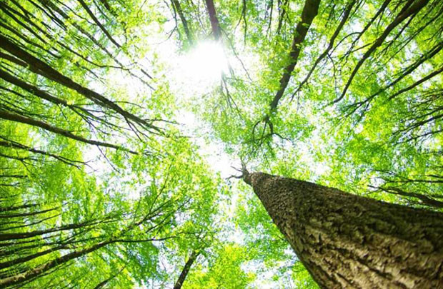 Bổ sung hơn 141 tỷ đồng để tổng điều tra rừng toàn quốc