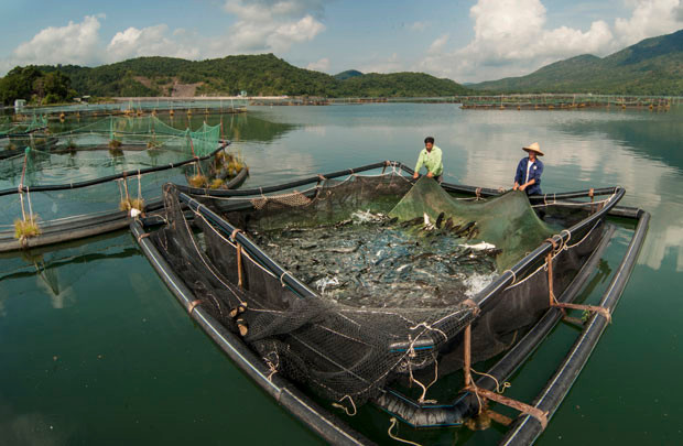 Tập đoàn chế biến hải sản Thái Lan sắp lập liên doanh tại Việt Nam