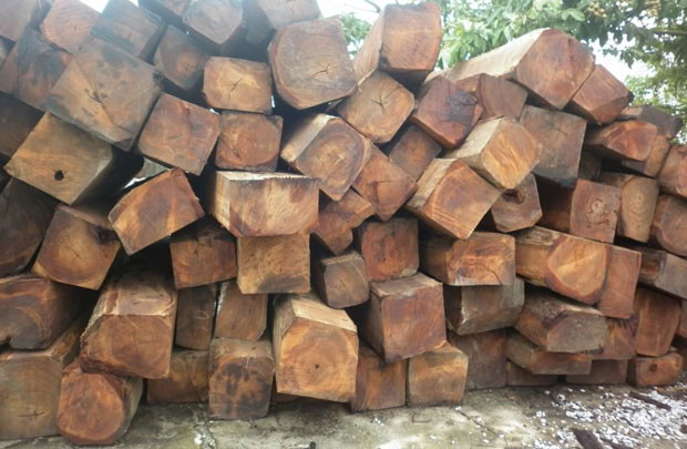 Năm 2015, lượng gỗ nhập từ Campuchia tăng 53%