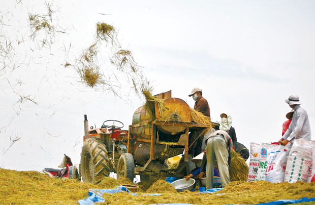 Hạt gạo Việt giữa vòng quay hội nhập