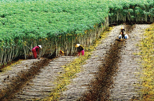 Doanh nghiệp nông nghiệp - đáp án cho nông nghiệp Việt Nam