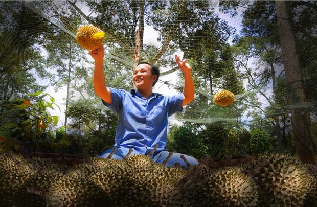 Nông dân Tiền Giang phấn khởi vì sầu riêng được giá