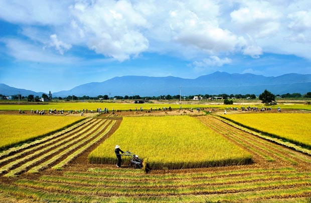 Vụ Đông Xuân 2015-2016: Không đề xuất thu mua tạm trữ gạo