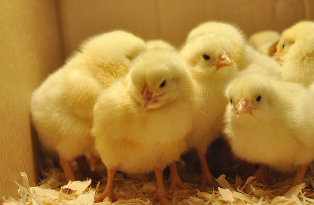 Nhiều e ngại trước đề xuất nhập khẩu gà chính ngạch từ Trung Quốc