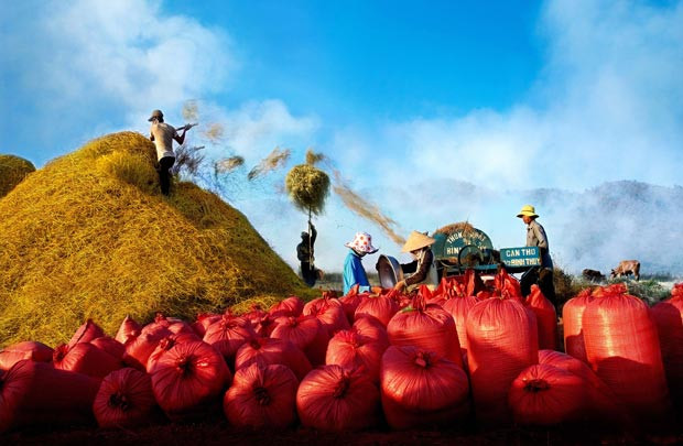 Công ty Nhật Bản muốn đầu tư kinh doanh lúa gạo tại Yên Bái