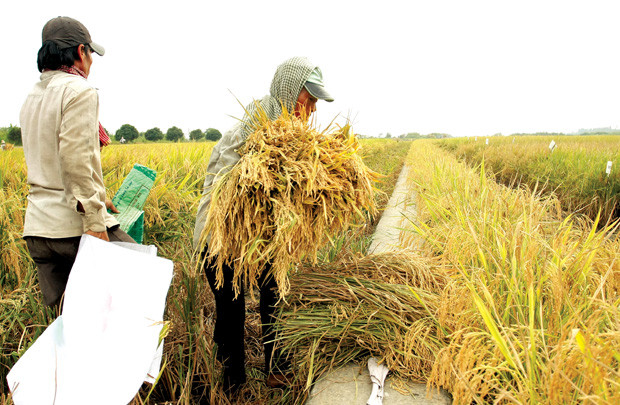 Thái Lan xả kho gạo khổng lồ: Hướng đi nào cho gạo Việt?
