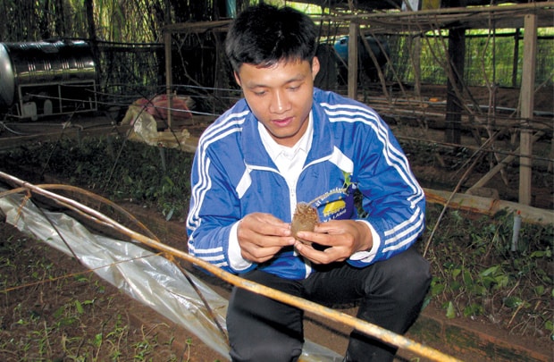 Làm giàu từ sâm ba kích