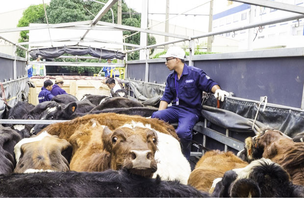 Vinamilk đưa đàn bò sữa organic về Việt Nam