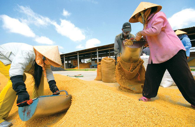 Thái Lan đấu giá 3,7 triệu tấn gạo dự trữ