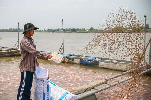 Một trang trại nuôi cá ở Cần Thơ nằm trong chương trình hợp tác với MM Mega Market  doanhnhansaigon