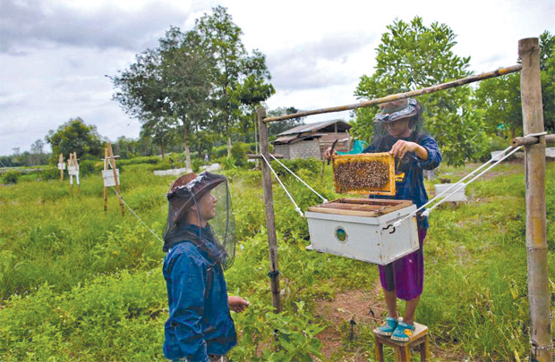 Thái Lan: Nuôi ong để đuổi voi