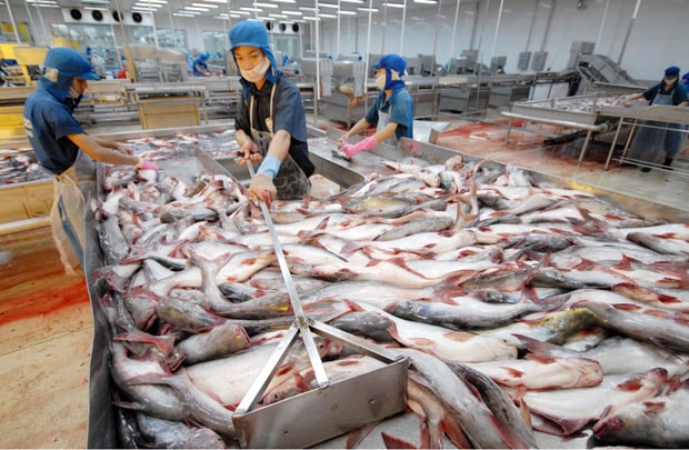 Thêm 2 doanh nghiệp được phép xuất khẩu cá da trơn vào Mỹ