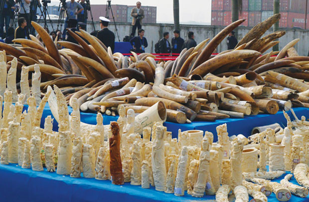 Nạn buôn bán ngà voi ngày càng nghiêm trọng