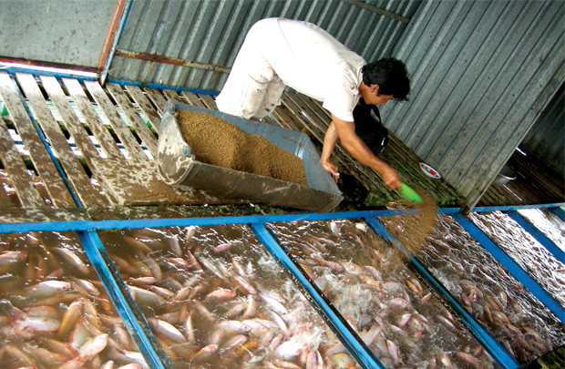 Những bất lợi khi nuôi cá rô phi