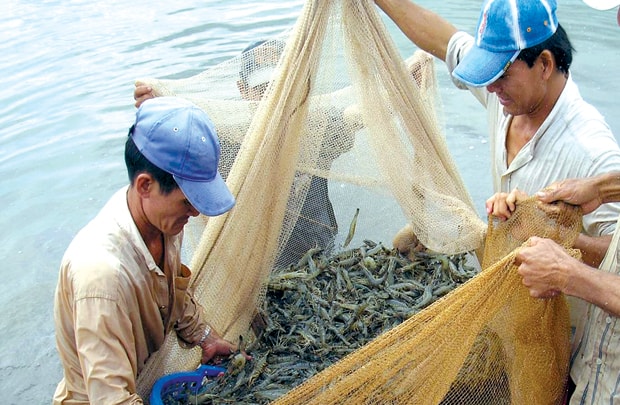 Cần Thơ: Giá thủy sản đánh bắt tự nhiên tăng cao
