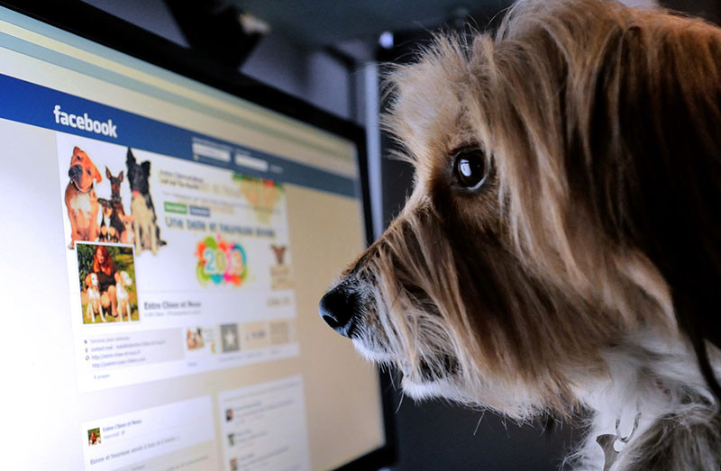 Nga ra mắt mạng xã hội cho thú cưng