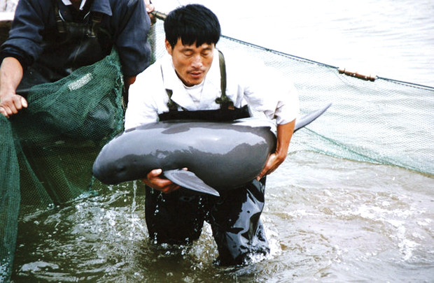 Cá heo Baiji xuất hiện sau 10 năm bị... tuyệt chủng?