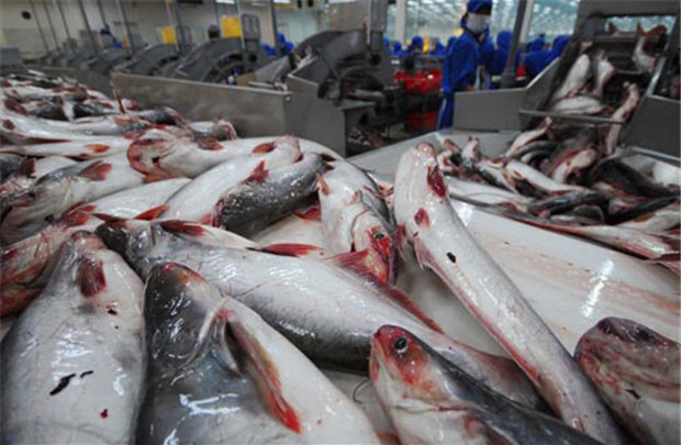 VASEP: Giá cá tra sẽ tăng mạnh đến hết quý I-2017 