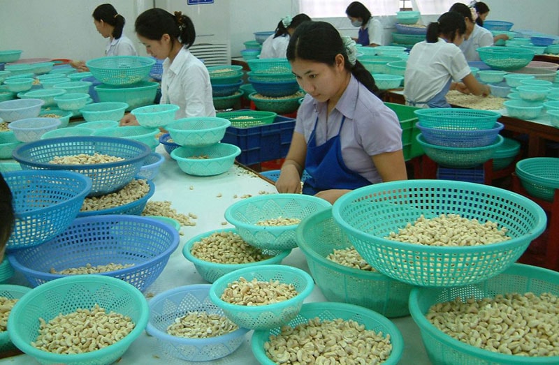 Xuất khẩu hạt điều: Rộng thị trường, lo nguyên liệu