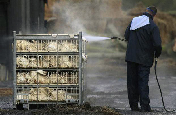 Dịch cúm gia cầm đe dọa ngành chăn nuôi Châu Âu