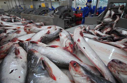 Trung Quốc - thị trường nhập khẩu cá tra lớn nhất của Việt Nam?