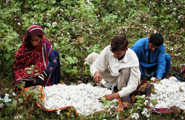 Triển vọng cotton bền vững