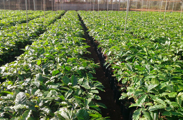 Hơn 15 triệu cây cà phê giống được phân phối tới nông dân 