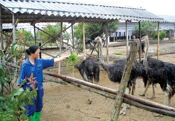 Làm giàu với đà điểu