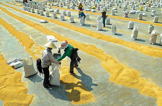 Nguyên nhân khiến xuất khẩu gạo giảm kỷ lục