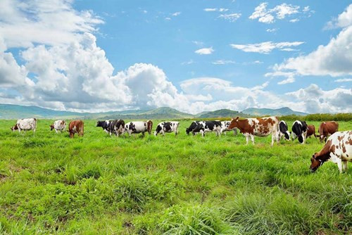Trang trại bò sữa Vinamilk Organic Đà Lạt  doanhnhansaigon