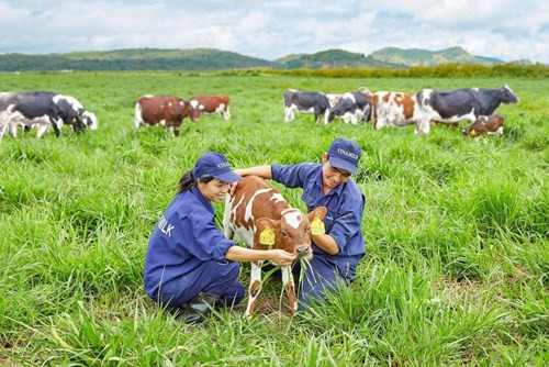Trang trại bò sữa Vinamilk Organic Đà Lạt doanhnhansaigon