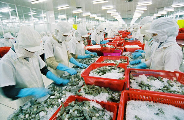 Úc cấm nhập khẩu tôm xanh, tôm nguyên liệu từ châu Á